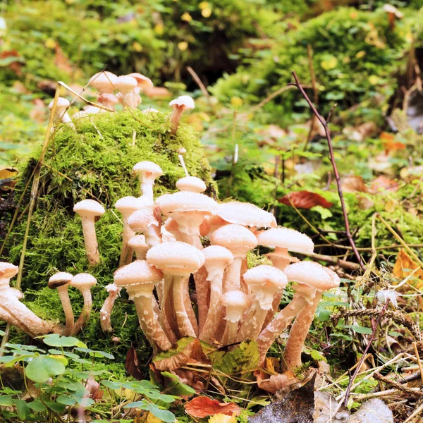 Forest mushrooms — Stock Photo, Image