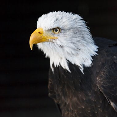 Kel kartal (lat. haliaeetus leucocephalus portresi)