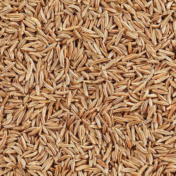 Caraway seeds — Stock Photo, Image