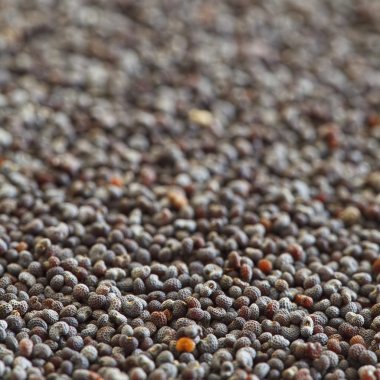 haşhaş tohumu yakın çekim