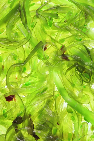 Salada de algas marinhas para fundo — Fotografia de Stock