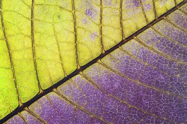 La hoja de la planta se acercan, medio verde y medio púrpura — Foto de Stock