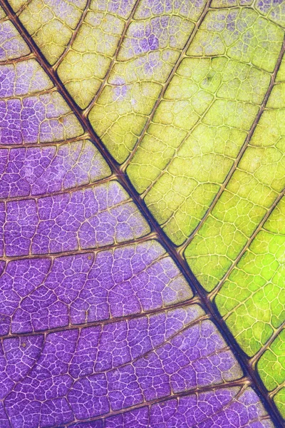 List rostliny blízko půl zelené a půl fialová — Stock fotografie