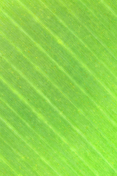 Zelené banánové listy pozadí — Stock fotografie