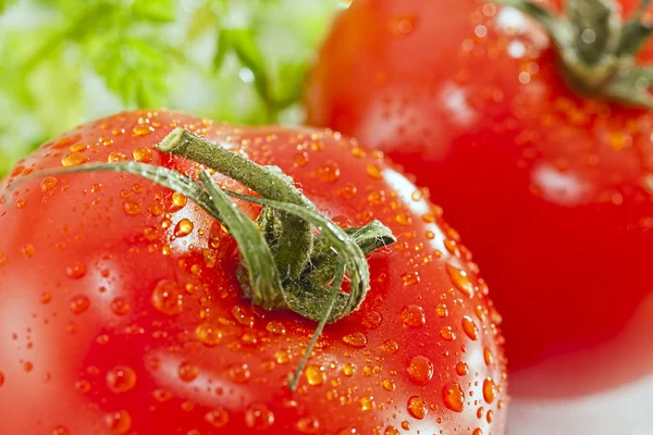 Islak domates detay — Stok fotoğraf