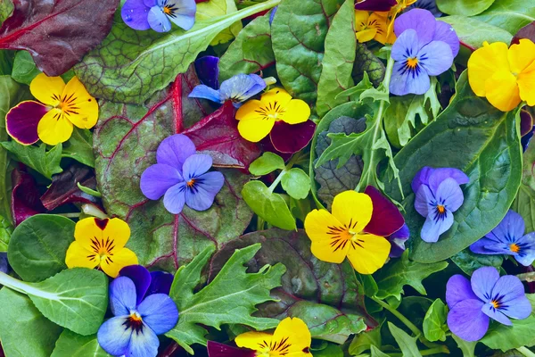 花を持つ野生のハーブのサラダ — ストック写真