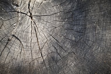 ağaç kütüğünün dokusu