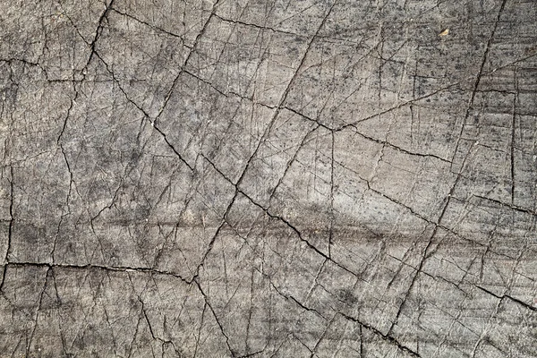 Textura pařezu stromu — Stock fotografie