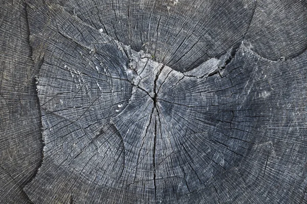 Texture de la souche d'arbre — Photo