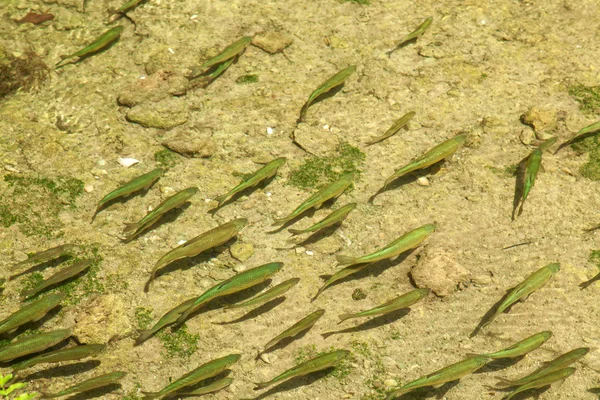 Eau claire transparente et les poissons dans le lac croate à Krka nati — Photo