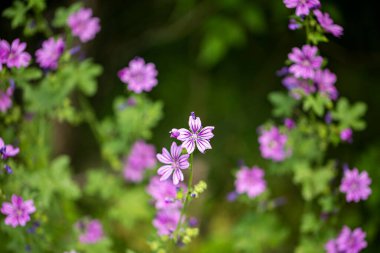 Taze bahar mor çiçek kafası bulanık arka planda izole edilmiş.