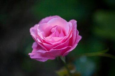 Pembe, yağmurdan sonra doğal arka planda yükseldi.