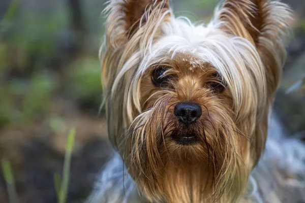Küçük bir Yorkshire Teriyerinin portresi. Yorkie Köpek.