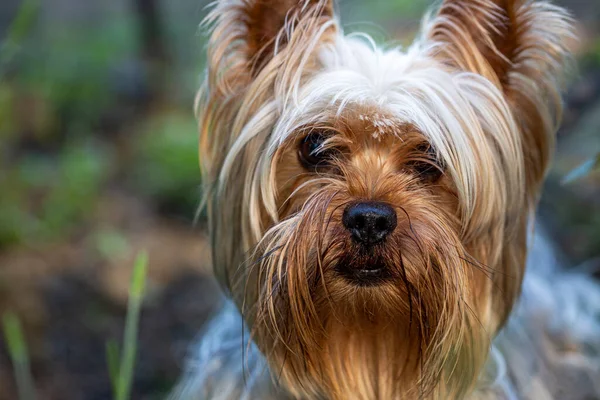 Portrait of a Little Yorkshire Terrier posing an grass. Yorkie Dog. Stock Photo