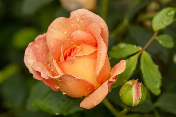 Primo piano di petali di rosa arancione coperto rugiada. — Foto Stock