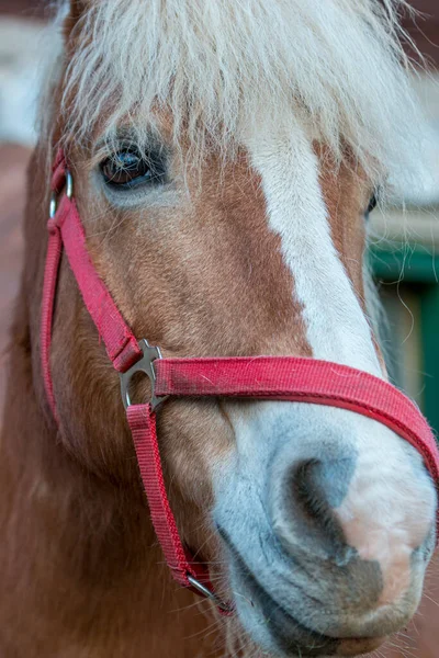 自然の中で馬。馬、茶色の馬の肖像画. — ストック写真