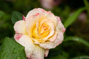 Bahçedeki çiğ taneleriyle kaplı pembe gül yapraklarını kapat..