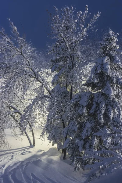 Tree branches covered with heavy snow. Beautiful snowy trees in mountainside. Thick layer of snow covers the tree branches in forest. — Photo