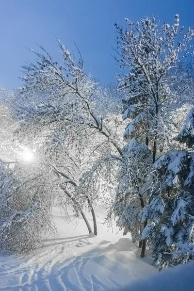 Δέντρα καλυμμένα με χιόνι. Όμορφα χιονισμένα δέντρα στην πλαγιά του βουνού. Πυκνό στρώμα χιονιού καλύπτει τα κλαδιά των δέντρων στο δάσος. — Φωτογραφία Αρχείου