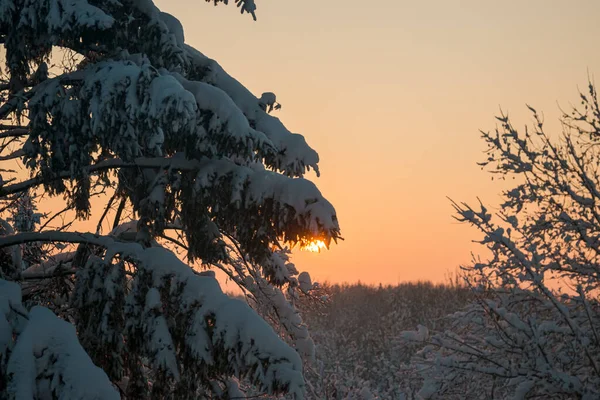 Tree branches covered with heavy snow at sunset. Beautiful snowy trees in mountainside. Thick layer of snow covers the tree branches in forest. Stock Picture