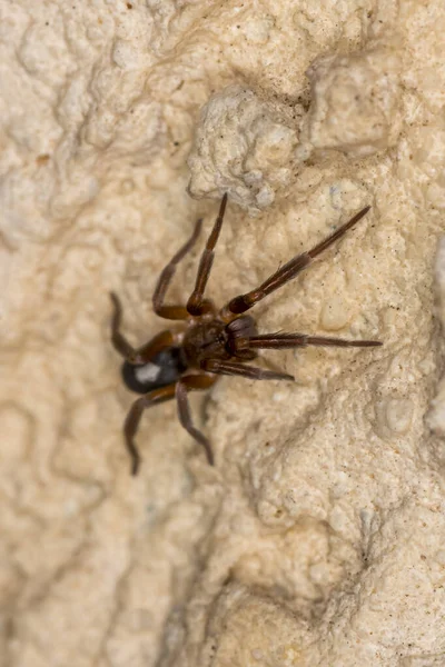 Macro image d'une araignée sauteuse, appelée Plexippus paykulli, sur un mur blanc, Ruse, Bulgarie. — Photo