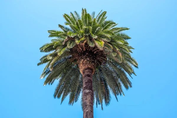 The crown of a palm tree seen from below and isolated against a clean blue sky. — Stock Photo, Image