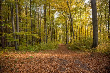 Sonbahar orman yolu düşmüş yapraklarla kaplı..