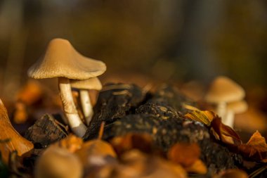 Sonbaharda Avusturya ormanlarında vahşi orman mantarı. Güzel Bokeh 'li mantarların fotoğrafı sıcak bir eylül gününde çekildi..