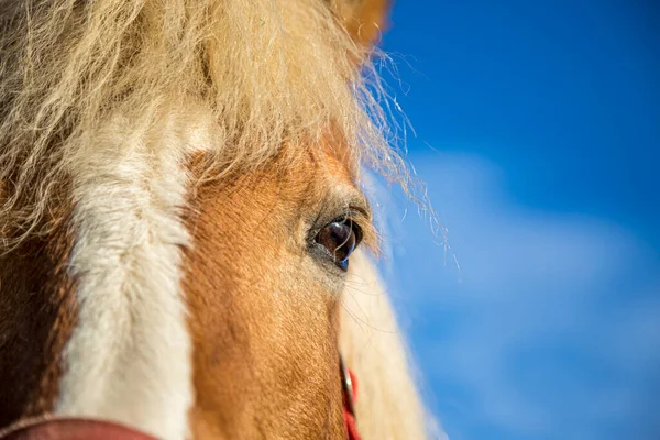 Κοντινό πλάνο με άλογα. Τα άλογα κοιτούν. Το μάτι ενός όμορφου αλόγου σε φόντο γαλάζιου ουρανού από κοντά. — Φωτογραφία Αρχείου