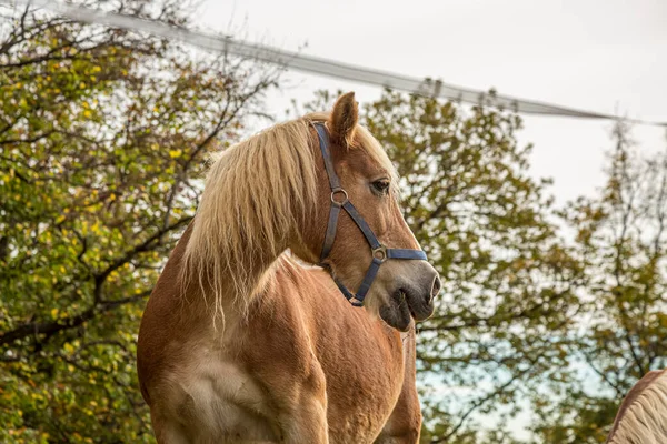 Καφέ άλογο στο χωράφι, καφέ πορτραίτο αλόγου. — Φωτογραφία Αρχείου