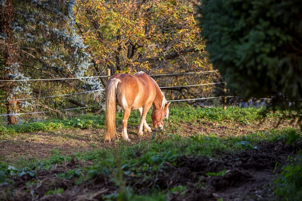 Piękny czerwony koń wypasający się na łące wiosną. — Zdjęcie stockowe