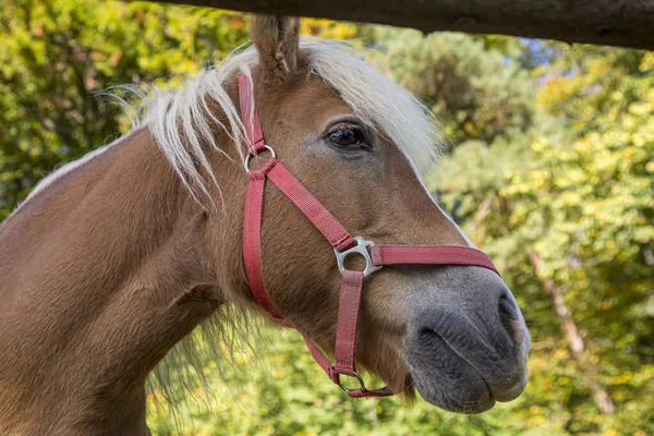 Καφέ άλογο στο χωράφι, καφέ πορτραίτο αλόγου. — Φωτογραφία Αρχείου