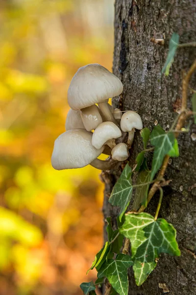 A few white mushrooms clinging on a sturdy tree trunk in the Woods. Stock Image