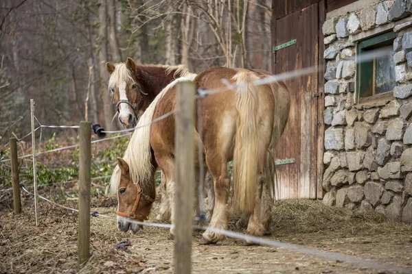 オーストリアの春の牧草地で美しい赤い馬の放牧 — ストック写真