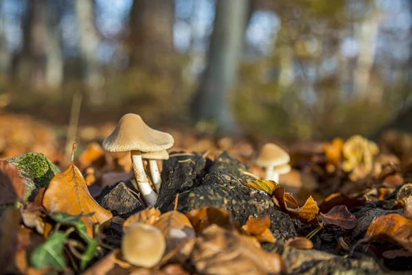 Close-up of mushrooms in the forest. Brown yellow mushroom in the woods. Dark mood. Autumn fungus in green forest. Big mushroom on the moss.