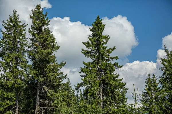Parlak mavi gökyüzü ve kalın kabarık bulutlar, günbatımı manzarasında dar patikalı yeşil dağ sırtlarının üzerinde süzülüyor..