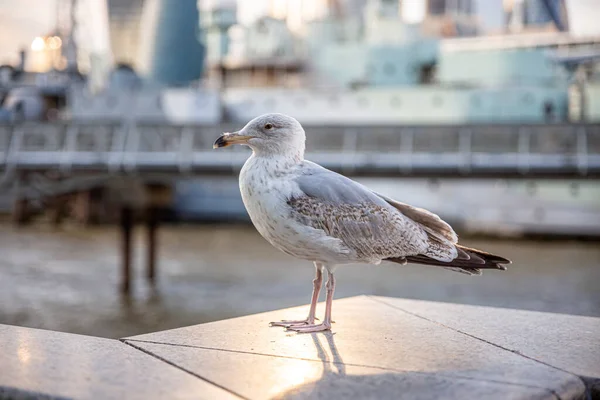 Cute Seagull Perched Marina Background — Foto de Stock