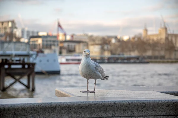 Cute Seagull Perched Marina Background — Stock Fotó