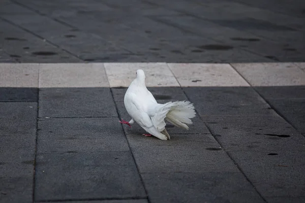 Symbol of hope and peace. White dove on a paved path, selective focus. High quality photo