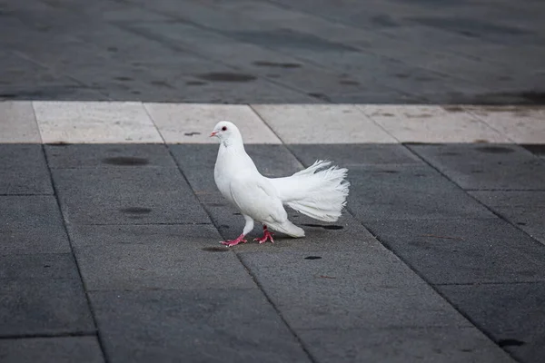Symbol of hope and peace. White dove on a paved path, selective focus. High quality photo