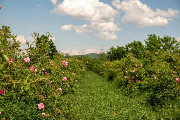 Rosa damascena fields Damask rose, rose of Castile rose hybrid, derived from Rosa gallica and Rosa moschata. Bulgarian rose valley near Kazanlak, Bulgaria in springtime.