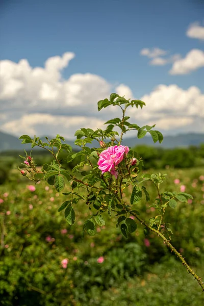 Rosa damascena fields Damask rose, rose of Castile rose hybrid, derived from Rosa gallica and Rosa moschata. Bulgarian rose valley near Kazanlak, Bulgaria in springtime.