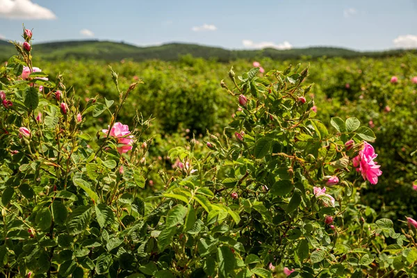 Rosa damascena fields Damask rose, rose of Castile rose hybrid, derived from Rosa gallica and Rosa moschata. Bulgarian rose valley near Kazanlak, Bulgaria in springtime.