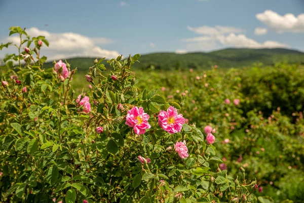 Rosa damascena fields Damask rose, rose of Castile rose hybrid, derived from Rosa gallica and Rosa moschata. Bulgarian rose valley near Kazanlak, Bulgaria in springtime.