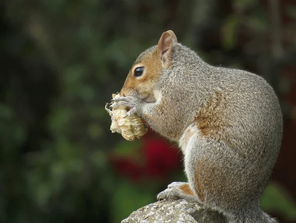 Esquilo comendo girassol — Fotografia de Stock