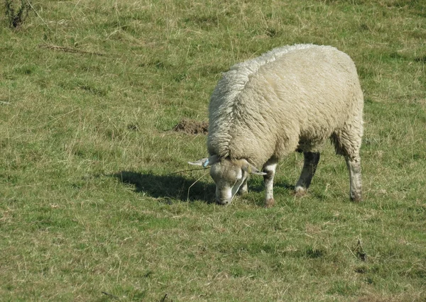 Schapen grazen in veld — Stockfoto