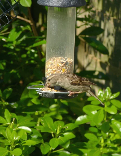Pássaro de pardal no alimentador — Fotografia de Stock