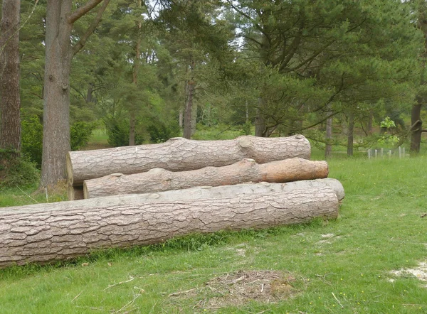 Timber logs — Stock Photo, Image