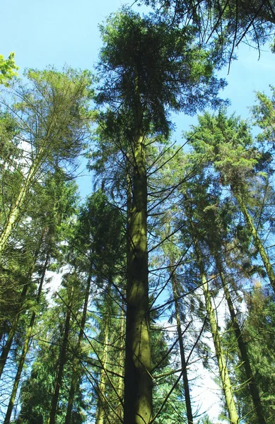 Hohe Bäume — Stockfoto