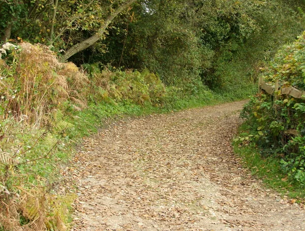 Caminho da floresta — Fotografia de Stock